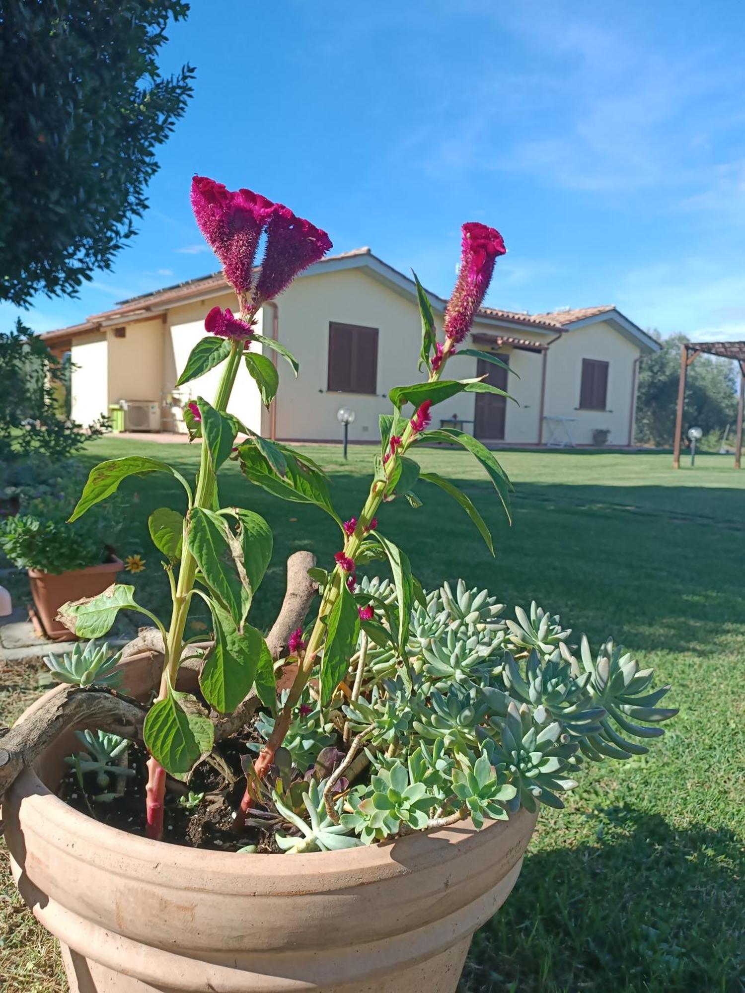 Agriturismo Le Villette Di Cate Alberese Dış mekan fotoğraf